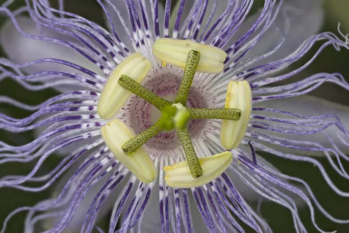 Framed Print : Passiflora, Passion flower, Creasey Mahan Nature Preserve, Kentucky
