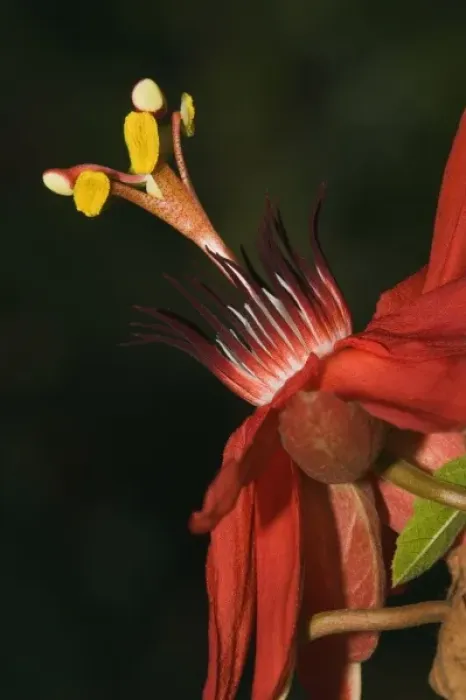 Framed Print : Passion flower