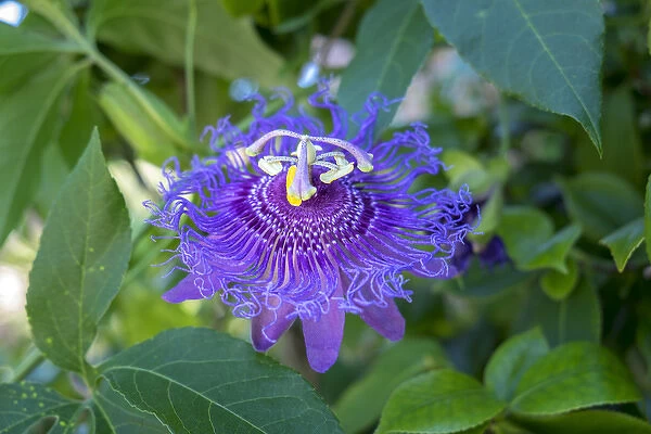 Passion Flower, USA