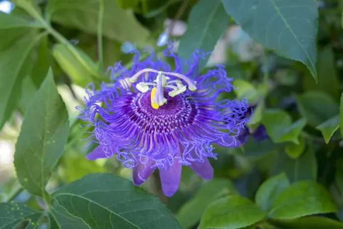 Framed Print : Passion Flower, USA
