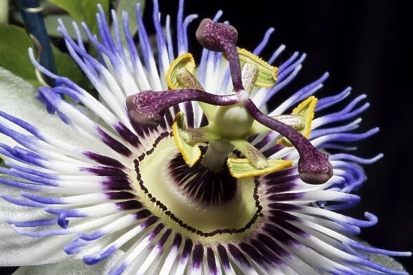 Passionflower close-up (MR)