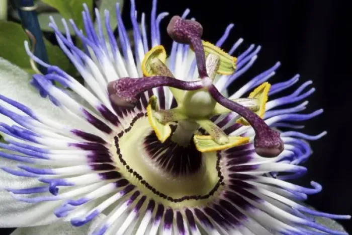 Framed Print : Passionflower close-up (MR) Framed Print : Passionflower close-up (MR)