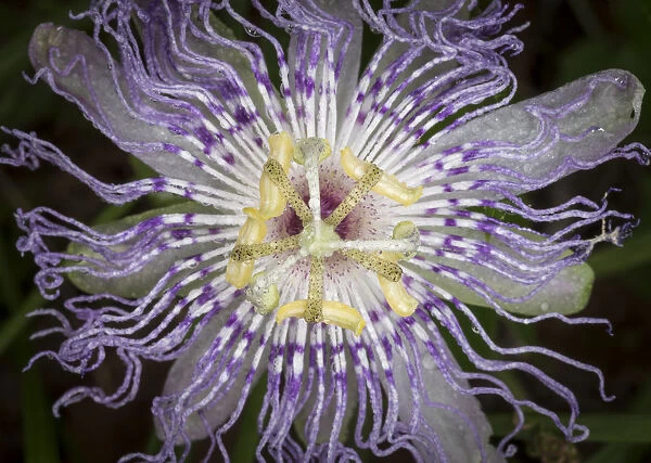 Passionflower, passiflora incarnata, the larval plant for the Gulf Fritillary