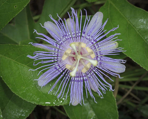 Passionflower, passiflora incarnata, Florida