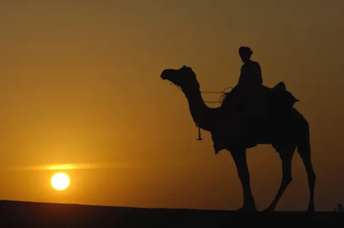 Framed Print : Pastoralists and their One-humped Arabian or Dromedary camels (Camelus dromedaries)