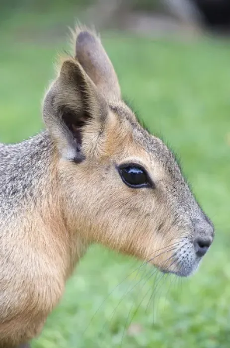 Framed Print : Patagonian Mara, Dolichotis patagonum, Argentina Framed Print : Patagonian Mara, Dolichotis patagonum, Argentina