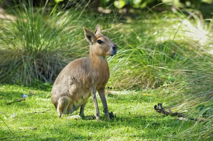 Framed Print : Patagonian Mara, Dolichotis patagonum, Argentina Framed Print : Patagonian Mara, Dolichotis patagonum, Argentina