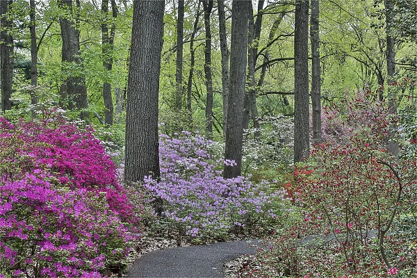 Path and azaleas in bloom, Jenkins Arboretum and Garden, Devon, Pennsylvania