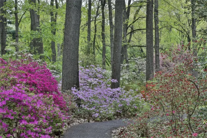 Framed Print : Path and azaleas in bloom, Jenkins Arboretum and Garden, Devon, Pennsylvania Framed Print : Path and azaleas in bloom, Jenkins Arboretum and Garden, Devon, Pennsylvania