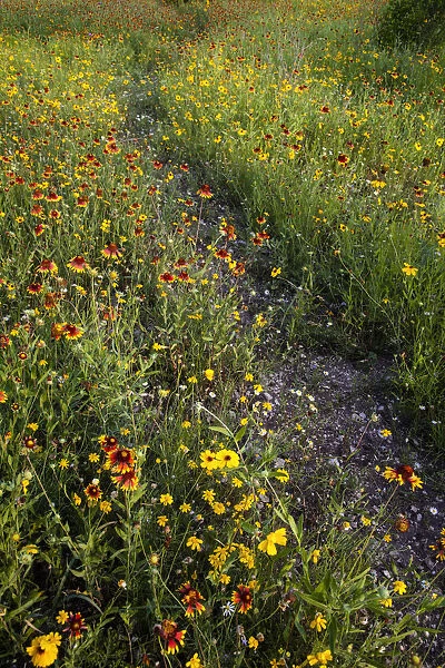 Path through Coreopsis and Fire Wheel wildflowers near Uvalde, Texas
