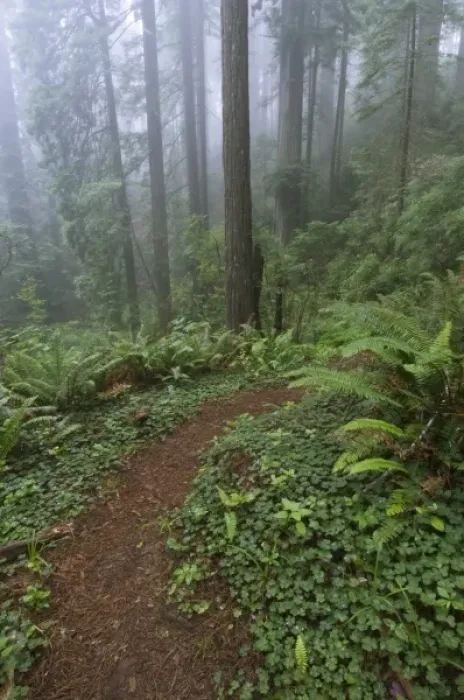 Framed Print : Path through the giant redwood trees shrouded in fog, Redwood National Park, California
