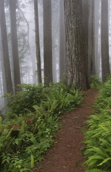 Path through the giant redwood trees shrouded in fog, Redwood National Park, California