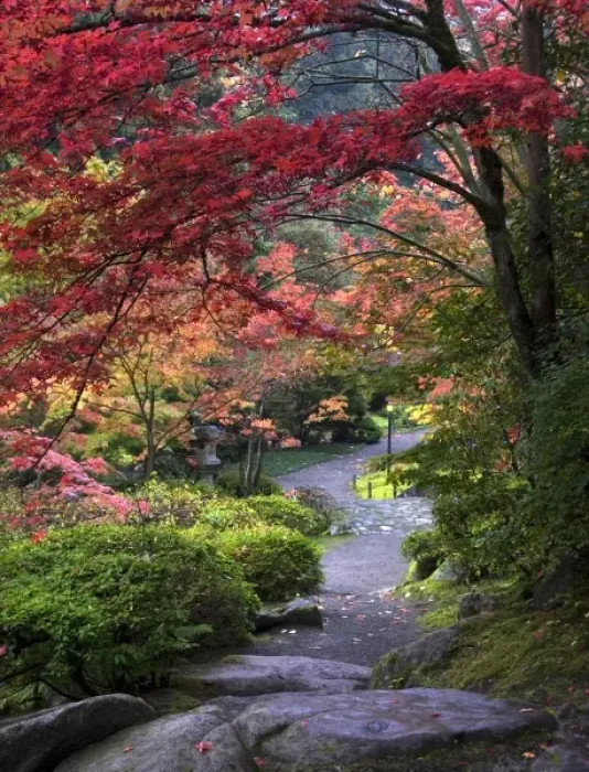 Framed Print : Path at Japanese Garden in Autumn Framed Print : Path at Japanese Garden in Autumn