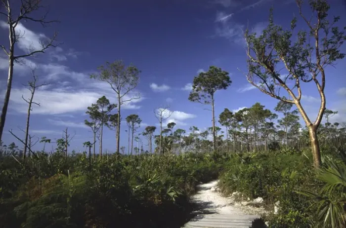 Framed Print : Path in Lucayan National Park, Grand Bahama Island, Bahamas, West Indies