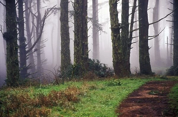 Path throught the misty forest, Point Reyes National Park, CA, USA