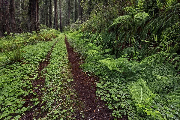 Pathway through ferns and redwood trees, Del Norte Coast Redwoods State Park