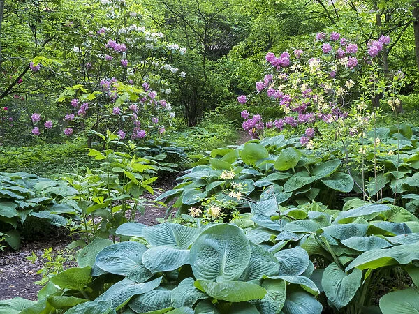 Pathway through a garden of rhododendrons, hosta and various plants