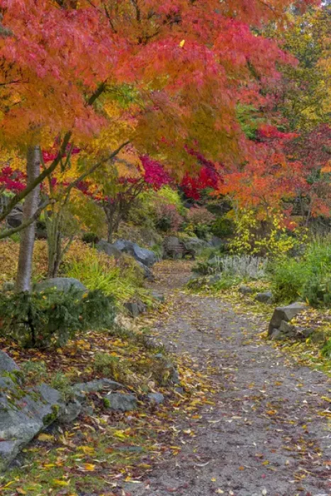 Framed Print : Pathway leads to park bench in autumn at Japanese Gardens in Nelson, British Columbia Framed Print : Pathway leads to park bench in autumn at Japanese Gardens in Nelson, British Columbia