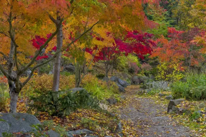 Framed Print : Pathway leads to park bench in autumn at Japanese Gardens in Nelson, British Columbia