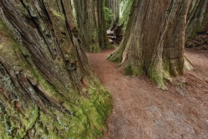 Framed Print : Pathway through redwood trees. Redwood National Park, California