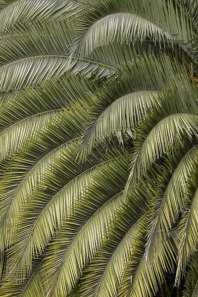 Pattern in branches of palm tree, Quito, Ecuador