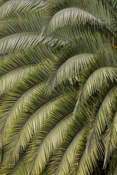 Framed Print : Pattern in branches of palm tree, Quito, Ecuador Framed Print : Pattern in branches of palm tree, Quito, Ecuador