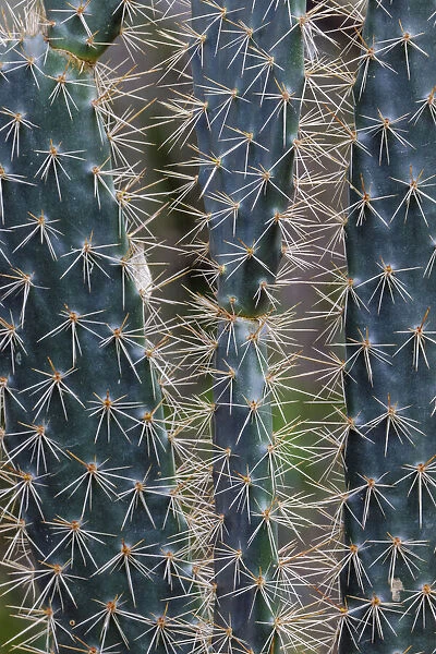 Pattern in Candelabra cactus, San Cristobal Island, Galapagos Islands, Ecuador