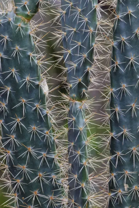 Framed Print : Pattern in Candelabra cactus, San Cristobal Island, Galapagos Islands, Ecuador
