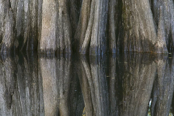 Pattern of cypress trees reflecting on blackwater area of St. Johns River, central Florida