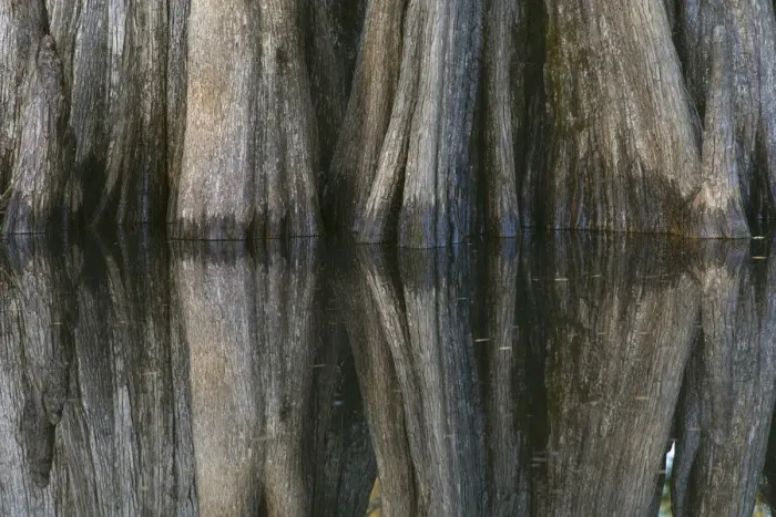 Framed Print : Pattern of cypress trees reflecting on blackwater area of St. Johns River, central Florida
