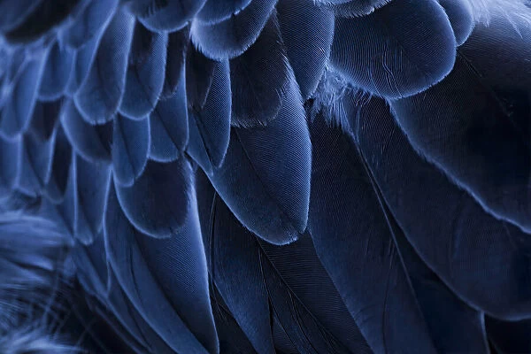 Pattern in feathers of Southern screamer or Crested screamer, native to Peru, Bolivia, Paraguay