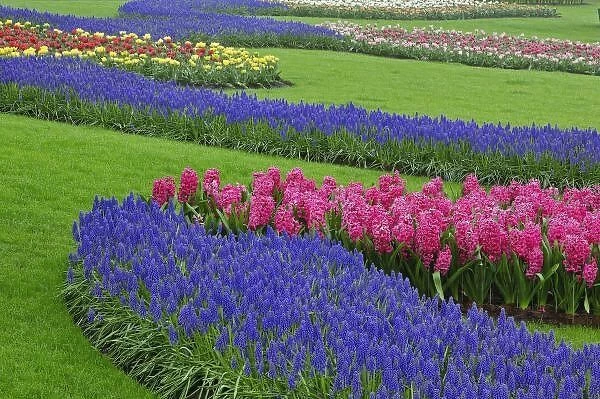 Pattern of Grape Hyacinth, tulips, and Hyacinth spp. Keukenhof Gardens, Lisse, Netherlands