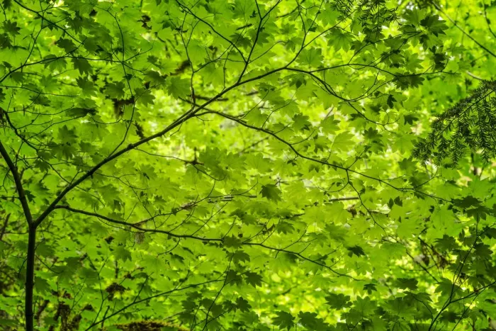 Framed Print : Pattern of green maple leaves, Columbia River Gorge National Scenic Area, Oregon Framed Print : Pattern of green maple leaves, Columbia River Gorge National Scenic Area, Oregon