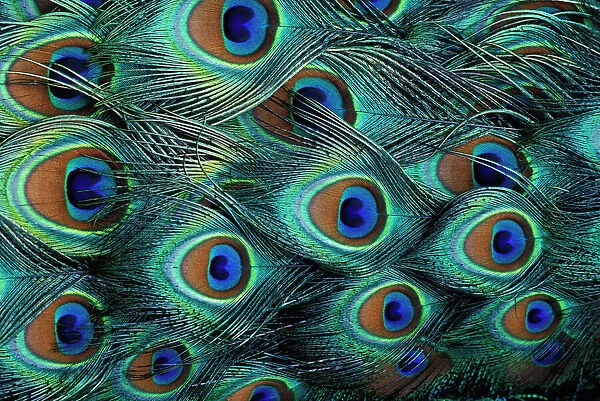 Pattern in male peacock feathers