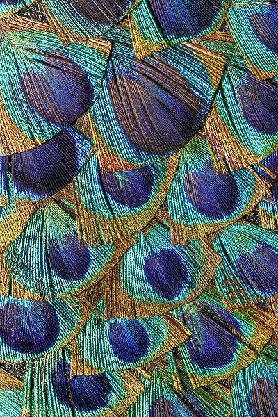Pattern in peacock feathers