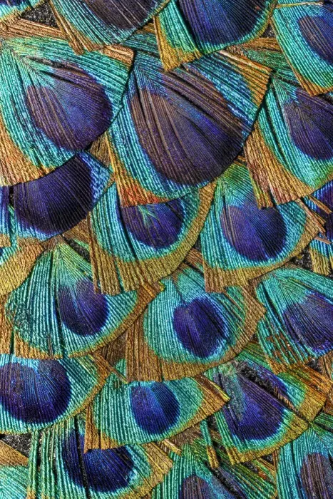 Framed Print : Pattern in peacock feathers Framed Print : Pattern in peacock feathers