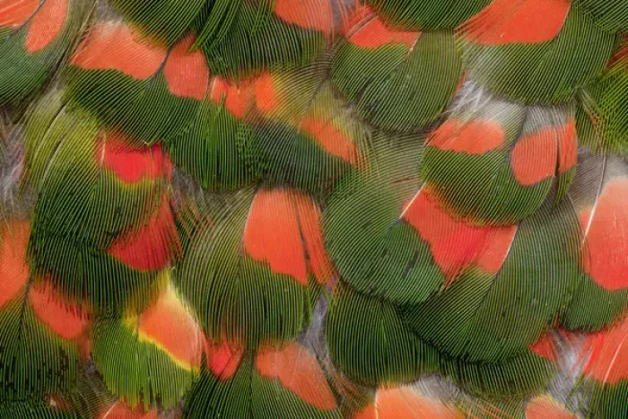 Framed Print : Pattern of Red and Green Feathers