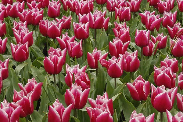 Pattern of red tulips in garden, Keukenhof Gardens, Lisse, Netherlands, Holland