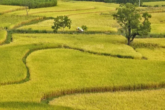 Framed Print : Pattern in rice fields, near Hongcun, China Framed Print : Pattern in rice fields, near Hongcun, China