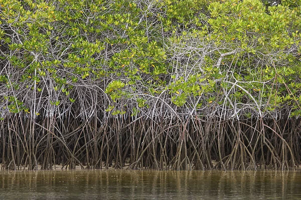 Pattern in roots of red mangroves, Santa Cruz Island, Galapagos Islands, Ecuador
