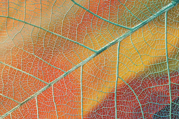 Pattern in single skeleton leaf