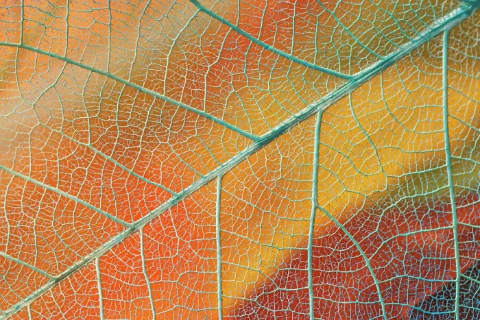 Framed Print : Pattern in single skeleton leaf