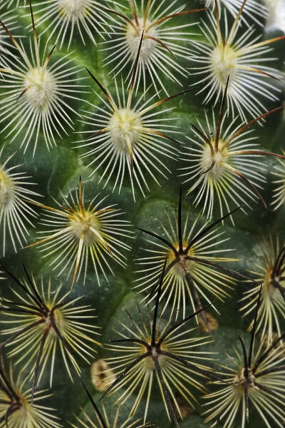 Pattern of small cactus spines