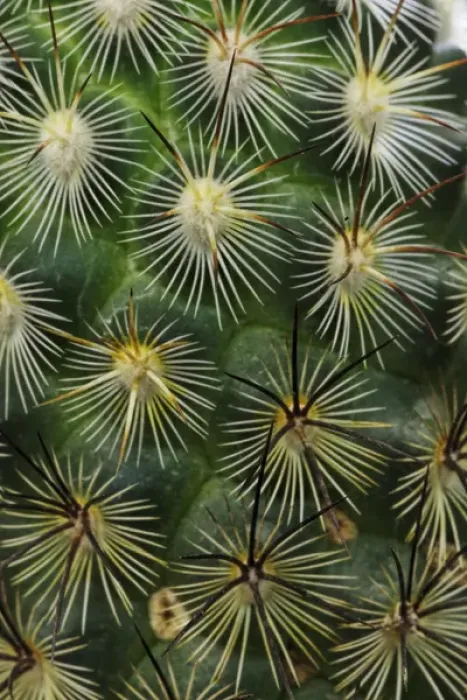 Framed Print : Pattern of small cactus spines