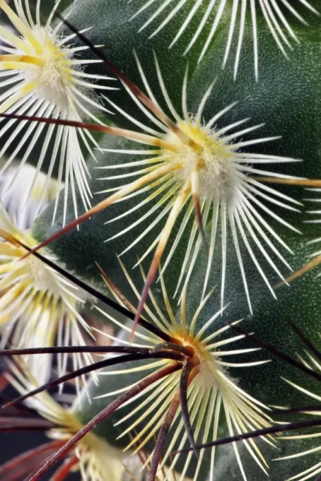 Framed Print : Pattern of small cactus spines Framed Print : Pattern of small cactus spines