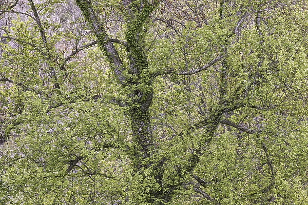 Pattern of spring leaves and tree branches, Cades Cove, Great Smoky Mountains National Park, Tennessee
