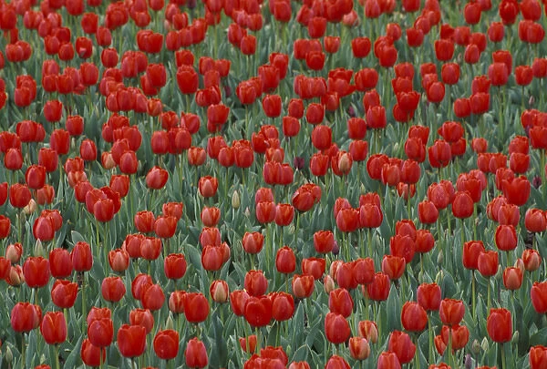 Pattern in tulip bed