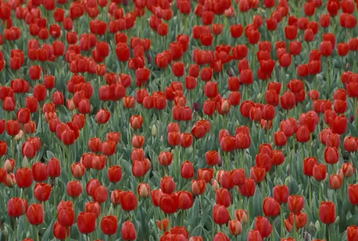 Framed Print : Pattern in tulip bed