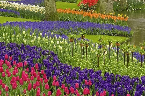 Pattern of tulips