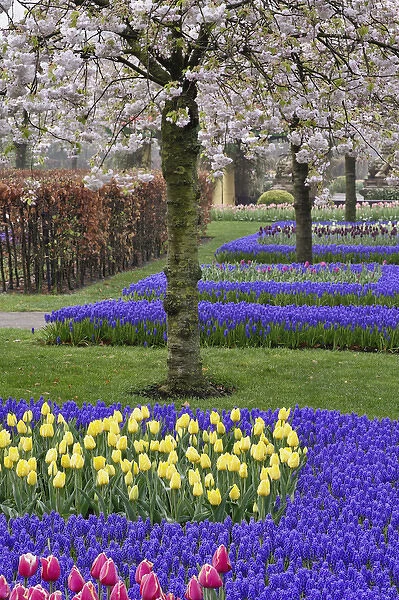 Pattern of tulips and Grape Hyacinth flowers, Keukenhof Gardens, Lisse, Netherlands